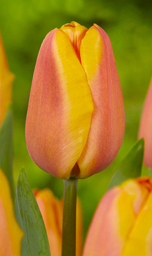 TULIPA APRICOT FOXX