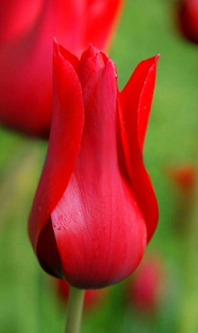 TULIPA PRETTY WOMAN