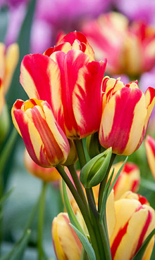 TULIPA WONDER CLUB