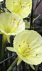 NARCISSUS JULIA JANE