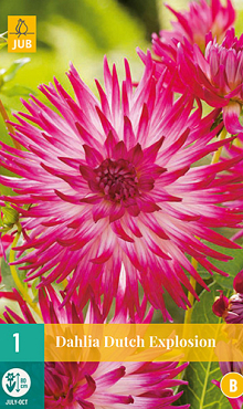 X 1 DAHLIA DUTCH EXPLOSION I