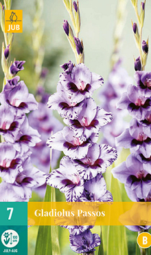 X   7 GLADIOLUS PASSOS 12/14