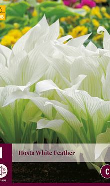 X 1 HOSTA WHITE FEATHER I