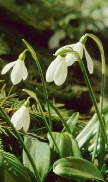 GALANTHUS IKARIAE