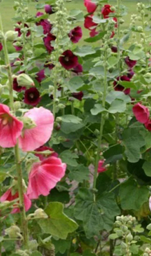 X 25 ALCEA ROSEA MIX I