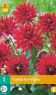 X 1 DAHLIA RED PIGMY I