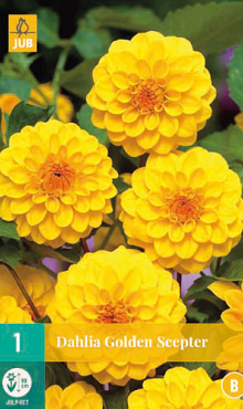 X 1 DAHLIA GOLDEN SCEPTER I