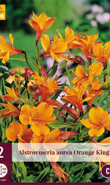 X 2 ALSTROEMERIA AUREA ORANGE KING I