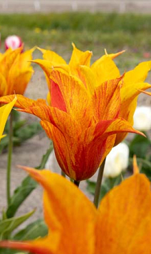 TULIPA VENDEEGLOBE