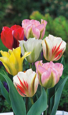 TULIPA VIRIDIFLORA MIX