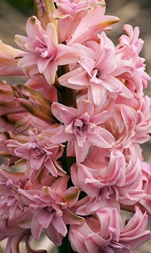 HYACINTHUS DOUBLE PINK