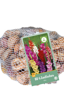 X 60 GLADIOLUS MIX IN NETLON 12/14