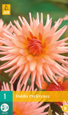 X 1 DAHLIA PREFERENCE I