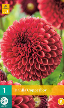 X 1 DAHLIA COPPERBOY I