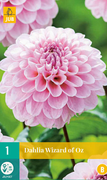 X 1 DAHLIA WIZARD OF OZ I