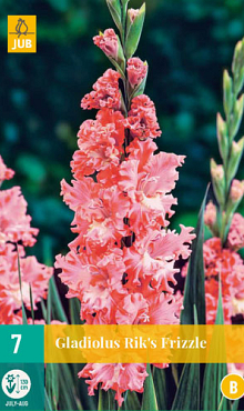 X   7 GLADIOLUS RIK'S FRIZZLE 12/14