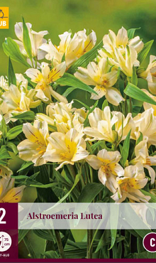 X 2 ALSTROEMERIA LUTEA I