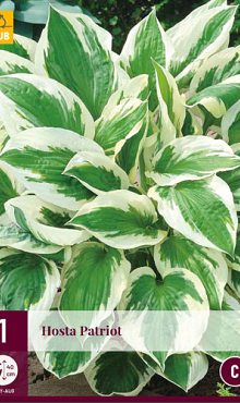 X 1 HOSTA PATRIOT I