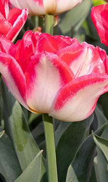 TULIPA PINK DELIGHT