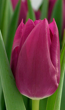 TULIPA EMBRACE