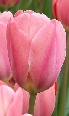 TULIPA DESIGN IMPRESSION