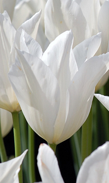 TULIPA WHITE TRIUMPHATOR