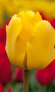 TULIPA CRYSTAL STAR