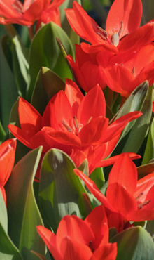 TULIPA PRAESTANS ZWANENBURG VARIETY