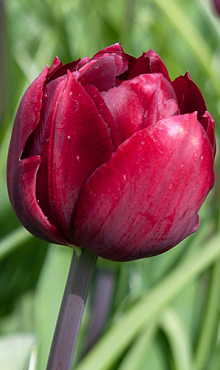 TULIPA RENOWN UNIQUE