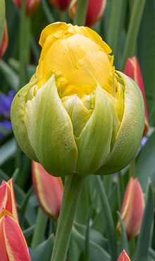 TULIPA VANILLE COUPE