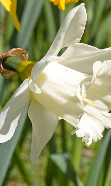 NARCISSUS MOUNT HOOD