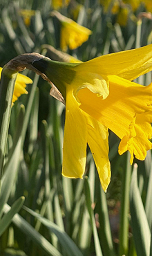 NARCISSUS RIJNVELD'S EARLY SENSATION