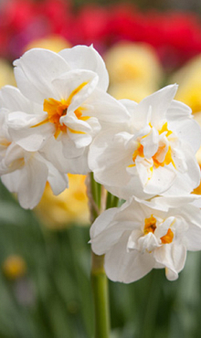 NARCISSUS SIR WINSTON CHURCHILL