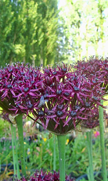 ALLIUM ATROPURPUREUM