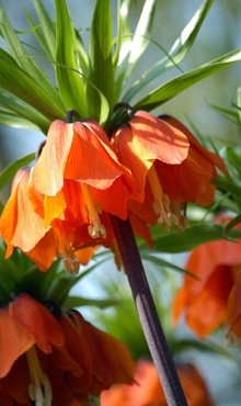 FRITILLARIA IMP. RUBRA MAXIMA