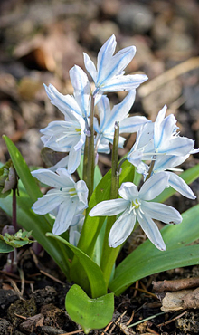 SCILLA MISCHTSCHENKOANA