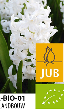 HYACINTHUS WHITE PEARL BIOLOGISCH