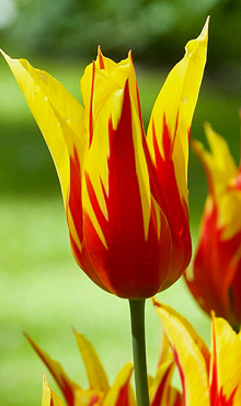 TULIPA FIRE WINGS