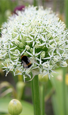 ALLIUM MOUNT EVEREST