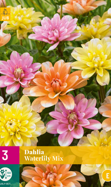 X 3 DAHLIA WATERLILY MIX I