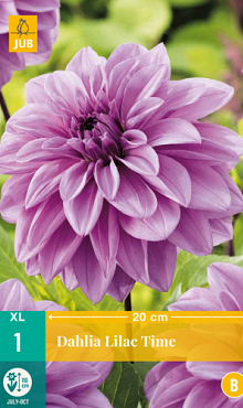 X 1 DAHLIA LILAC TIME I