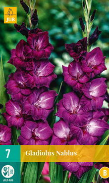 X   7 GLADIOLUS NABLUS 12/14