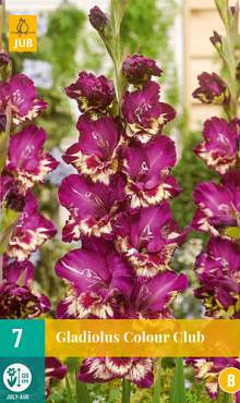 X   7 GLADIOLUS COLOUR CLUB 12/14