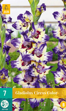 X   7 GLADIOLUS CIRCUS COLOR 12/14