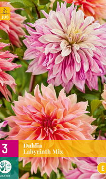 X 3 DAHLIA LABYRINTH MIX I