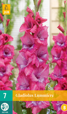 X   7 GLADIOLUS LUMMIERE 12/14