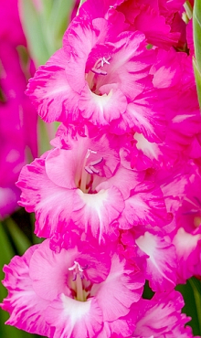 X 100 GLADIOLUS FAIRYTALE PINK 12/14