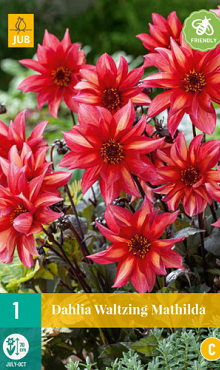 X 1 DAHLIA WALTZING MATHILDA I