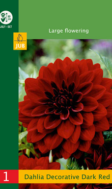 X 1 DAHLIA DECORATIVE DARK RED I