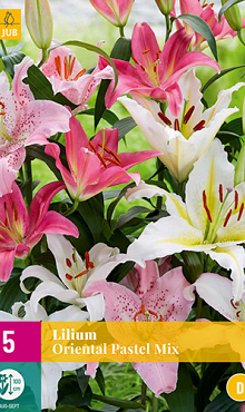 X 5 LILIUM ORIENTAL PASTEL MIX 14/16